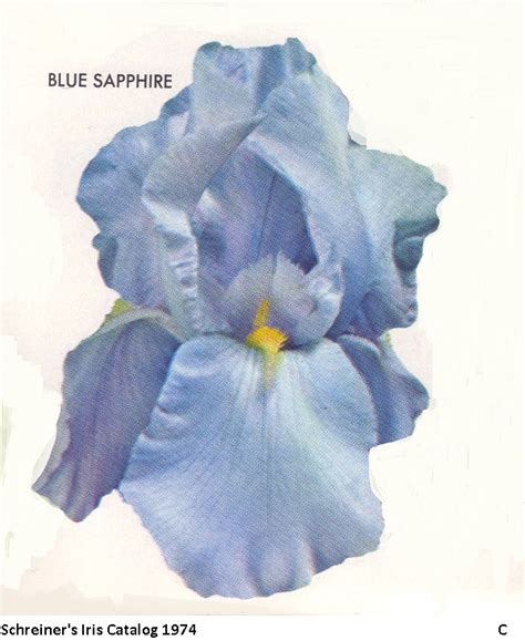 Blue Sapphire | Historic Iris Preservation Society