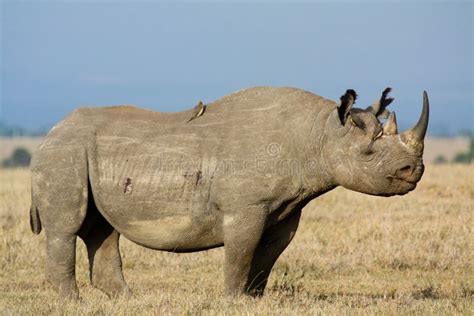 Red-billed Oxpecker On Rhino Stock Photo - Image of madikwe, aves: 60837616