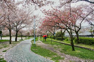 Fall season: Fall of cherry petals | Osaka. Kema-Sakuranomiy… | Flickr