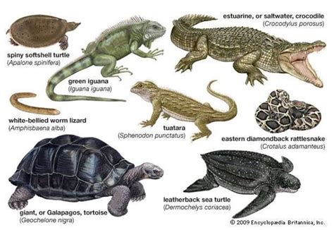 Hewan Vertebrata - Pengertian, Ciri-ciri, Klasifikasi, vs Invertebrata ...