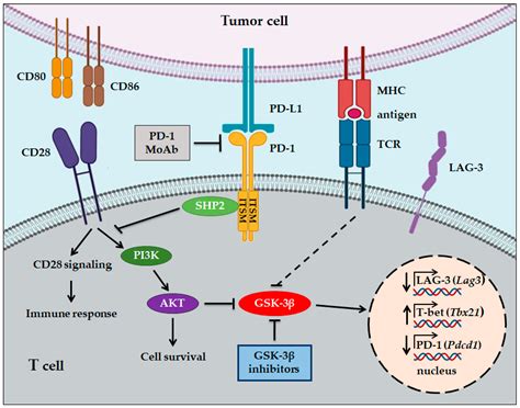 Cells | Free Full-Text | The Role of GSK-3 in Cancer Immunotherapy: GSK-3 Inhibitors as a New ...