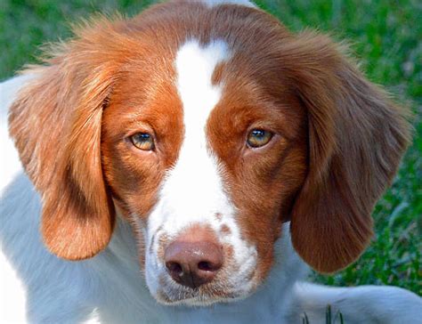 Brittany Spaniel Pictures, Images and Stock Photos - iStock