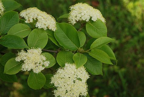 Viburnum lentago | Landscape Plants | Oregon State University