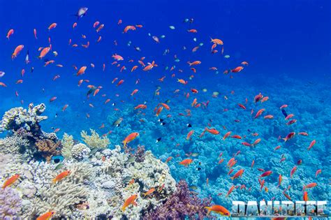 Acqua di mare prelevata contro acqua di mare confezionata. Chi vincerà?