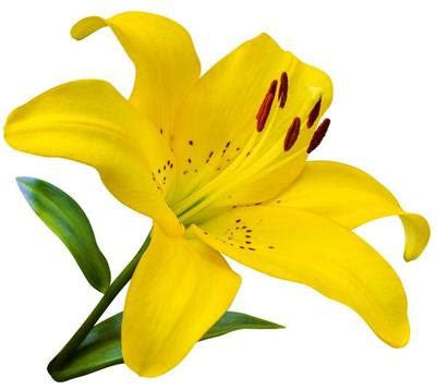 Yellow Asiatic Lilies, Asiatic Lilies in Bulk | Wholesaleflowers.net