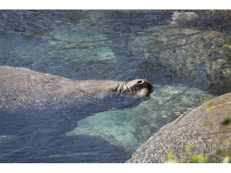 Manatee 'Attack,' Body Farm Proposed, Crucified Cat - Westchase, FL Patch