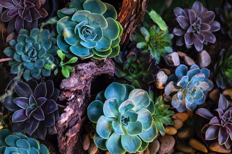 Green and Purple Succulent Plants · Free Stock Photo