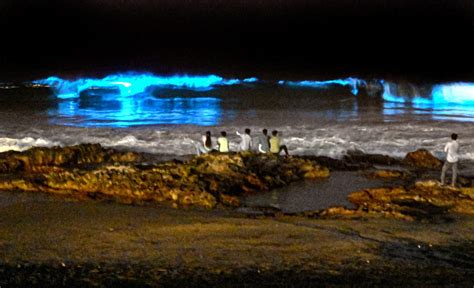 Here’s why Visakhapatnam beaches are glowing a shimmering blue