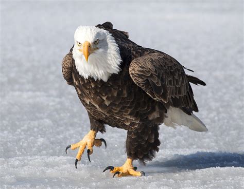 Bald-Eagle Protection Photograph by Mash Mashaghati | Fine Art America