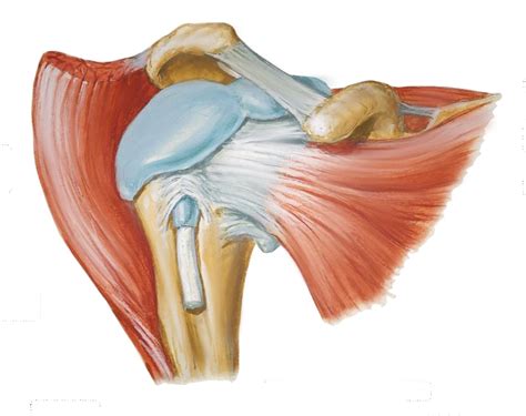 The shoulder and related conditions - ORTHOPAEDIC SURGERY CENTRE