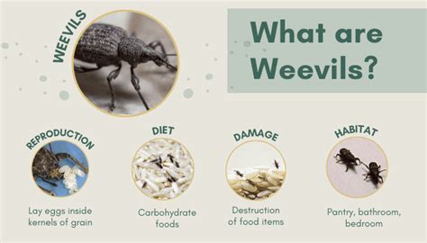 What Is A Weevil And How Did It Get In My Food?, 41% OFF