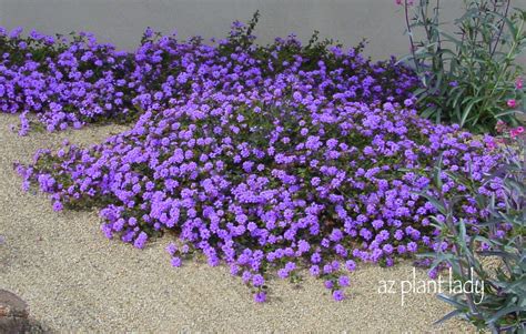 Lovely Lantana