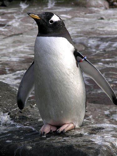 Gentoo Penguin Bird Facts | Pygoscelis papua | AZ Animals