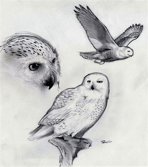 Snowy Owl by RobtheDoodler on DeviantArt