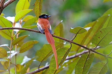 Malagasy Paradise Flycatcher, Analamazoatra, Madagascar | Flycatcher, Madagascar, Birds of paradise