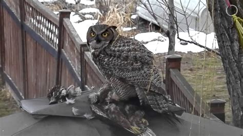 GREAT HORNED OWL EATING IT'S PREY......lakeshoreparadise b@b - YouTube