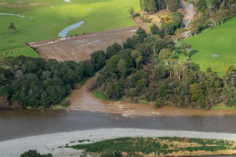 ‘Mud farming’ clear evidence of too many cows - Greenpeace Aotearoa