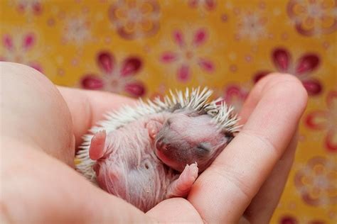 Why Do Hedgehogs Eat Their Babies? (And How to Prevent It) - Fur, Wings, & Scaly Things