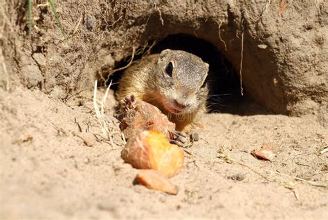 Ground squirrel in burrow stock image. Image of mammal - 41310417