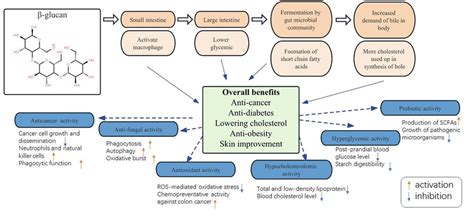 Human health benefits of β-glucan associated with... | Download Scientific Diagram