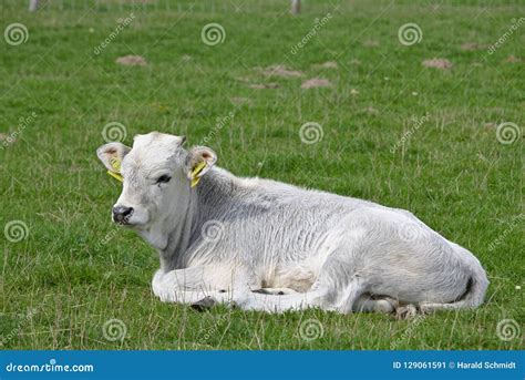 Retrato De Un Becerro Blanco Que Miente En Un Pasto Verde Imagen de ...