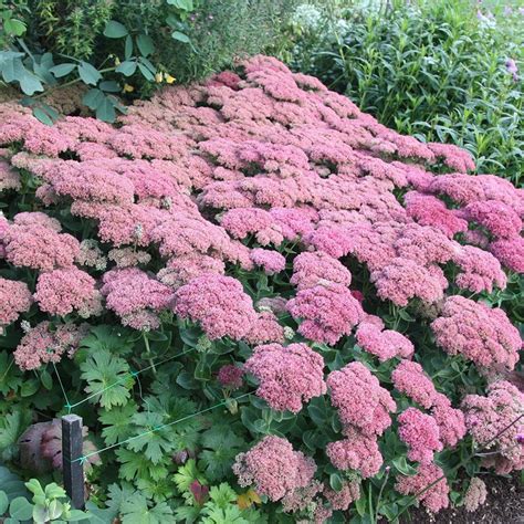 Buy stonecrop (syn Sedum Autumn Joy) Hylotelephium (Herbstfreude Group ...