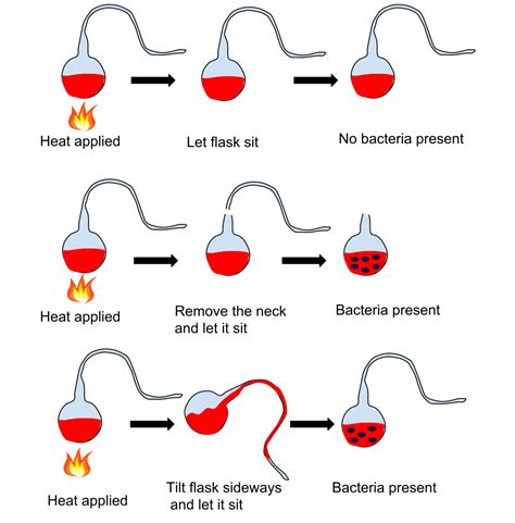 Concept of Spontaneous Generation and Biogenesis - Biology Ease