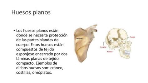 Huesos PLANOS: función y características - ¡RESUMEN + ESQUEMAS!