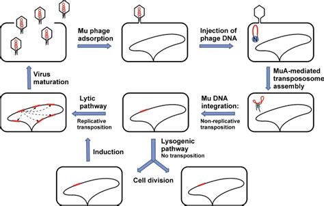 The Mu phage life cycle. As a temperate phage, Mu can undergo lysogenic ...