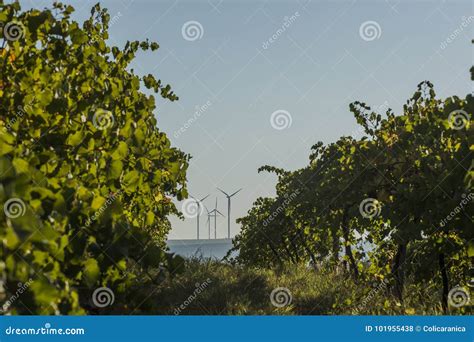 Rows of Vineyard and Wind Turbines Stock Photo - Image of europe, autumn: 101955438