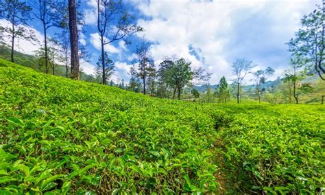 Green Plantation of Ceylon Tea. Stock Image - Image of green, field: 112414361