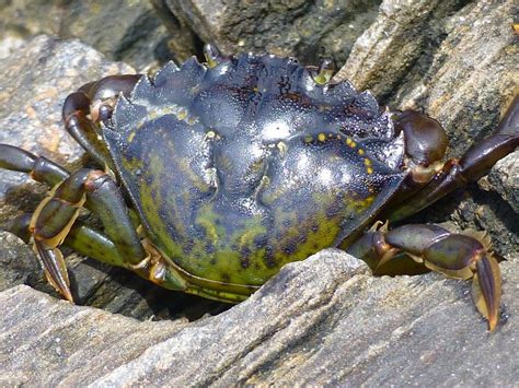 Identifying European Green Crab – Washington Sea Grant