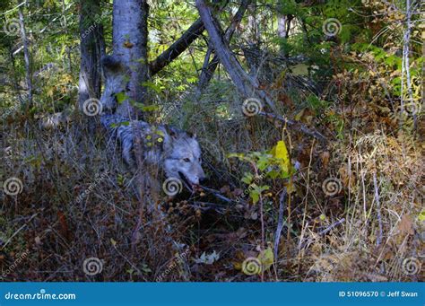 Timber wolf stock photo. Image of mammal, animal, living - 51096570