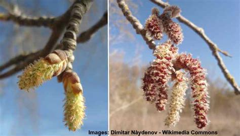 Poplar Trees: Types, Bark, Leaves - Identification (With Pictures)