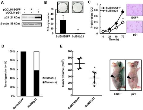 Role of p21 gene in colony formation and cellular growth in vitro and ...