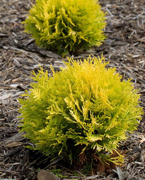 Anna's Magic Ball® - Arborvitae - Thuja occidentalis | Shrubs for ...