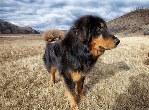 Dog’s role in Mongolian countryside | Selena Travel Mongolia