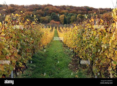 Vineyard near Nancy, France Stock Photo - Alamy