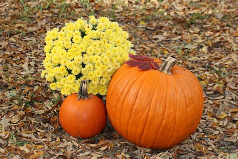 Pumpkins And Fall Flowers In Leaves Free Stock Photo - Public Domain ...