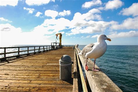 Bird Seagull Beach - Free photo on Pixabay - Pixabay