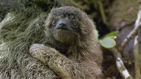 A Sloth Named Velcro | Baby Pygmy Sloth Clings to Mom | Nature | PBS