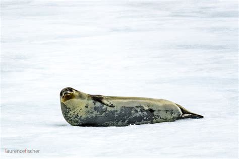 Ross Seal, Antarctica – Laurence Fischer