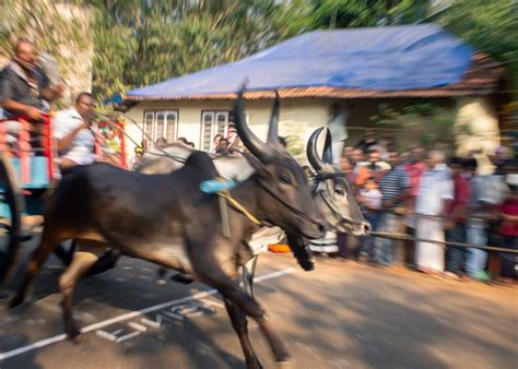 Bullock Cart Race in Kerala | AbinAlex | Legendary Photographer from India