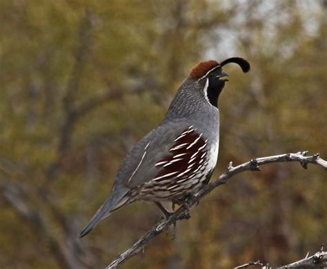 Himalayan quail cute pictures | Bird pictures, Quail, Himalayan