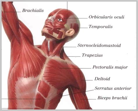 Chart Of Body Muscles Anatomy