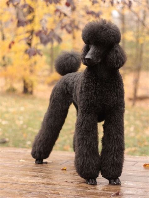 Love this | Poodle dog, Poodle puppy, Pets