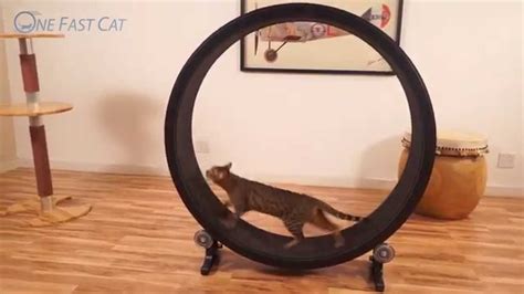 One Fast Cat Exercise Wheel, with Customer Videos - YouTube