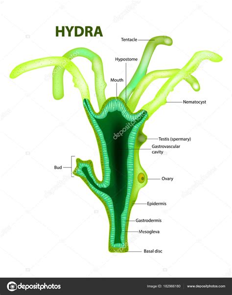 Hydra Género Estructura Vector Stock Vector by ©Sakurra 182966180