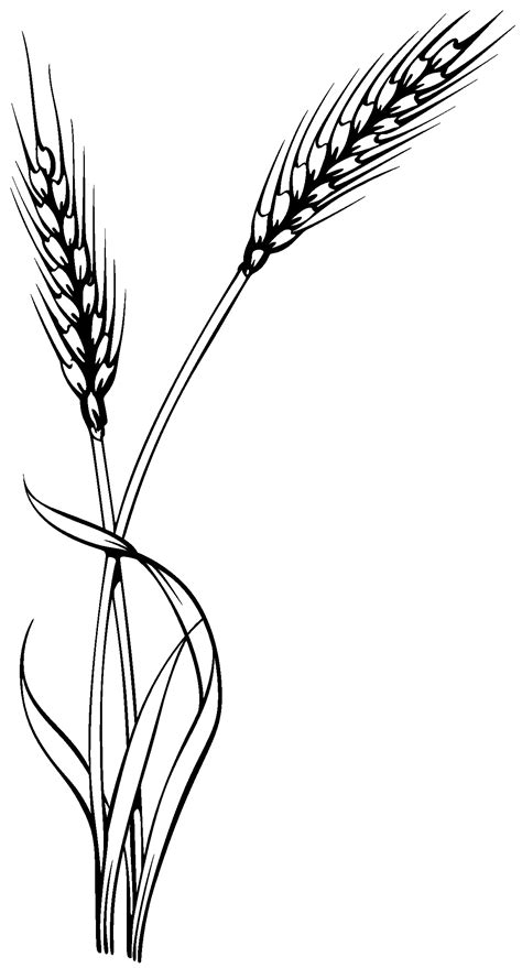 Wheat Clipart Black And White | Free download on ClipArtMag