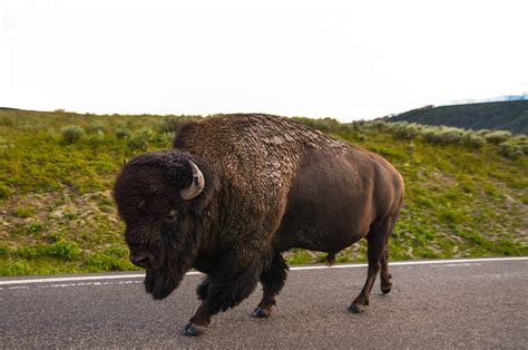 Kostenlose foto : Tierwelt, wild, Horn, Weide, Weiden, USA, Amerika ...